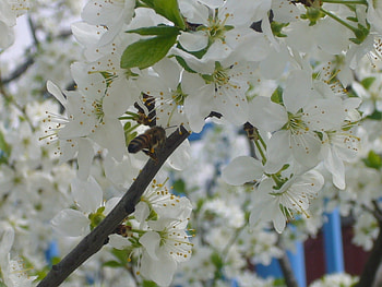 Plants, Flowers, Insects, Bees HD wallpaper