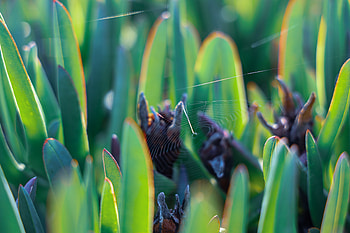 Grass, Web, Macro HD wallpaper
