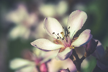 Flowers, Flower, Petals, Bloom, Flowering, Spring HD wallpaper