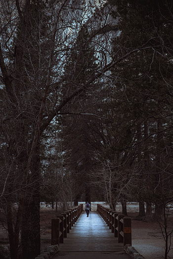 Nature, Trees, Park, Stroll, Human, Person HD phone wallpaper