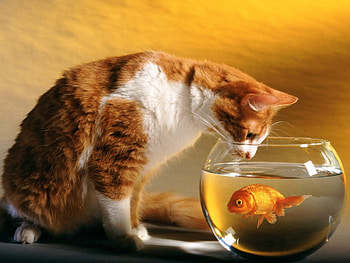 Animals, Cat, Aquarium, Fish HD wallpaper