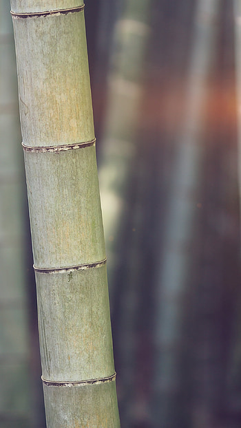 MX91 bamboo , Nature's beauty, Tranquil blue, Serene tree HD phone wallpaper