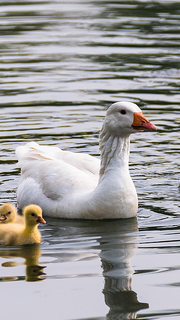 Natural wonders, Majestic geese, Stunning graphy, Serenity HD phone wallpaper