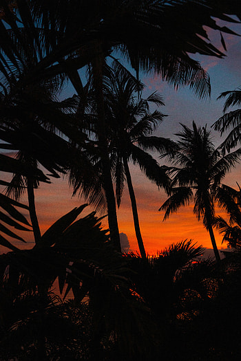 Twilight, Palms, Dark, Silhouettes, Dusk HD phone wallpaper