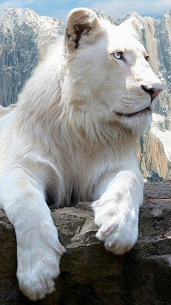 White Lion, King, Lion HD phone wallpaper