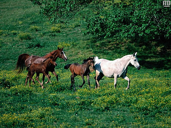 Horses, animal, horse, cavalo HD wallpaper