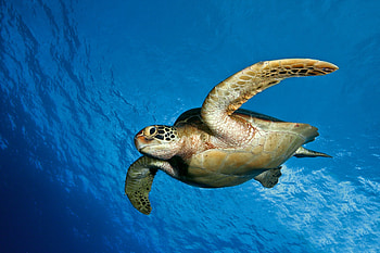 Turtle, cool, beautiful HD wallpaper
