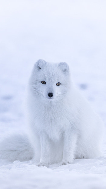 Arctic travels, Winter fox, Top , Winter fox backgrounds HD phone wallpaper