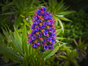 Grass, Macro, Bud, Exotic Flower HD wallpaper