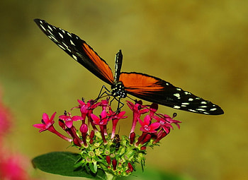 breathe_your_breath_in_me, animal, wings, colors, dragonfly, flowers HD wallpaper