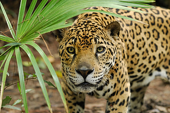 Animals, Leaves, Jaguar, Plant, Sight, Opinion HD wallpaper