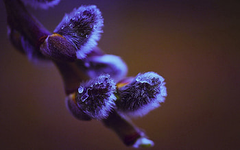 Ice, Drops, Macro, Branch, Pussy Willow, Verba HD wallpaper
