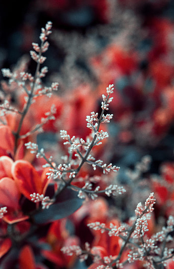 Leaves, Plant, Macro, Branches HD phone wallpaper