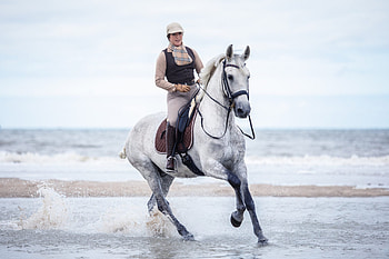 Equitation sports, Faszination pferde, Working equitation, Perfekte einheit HD wallpaper