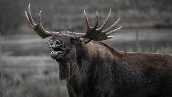 Elk (Animals), Enchanting meadows, Pristine forests, Harmonious coexistence HD wallpaper
