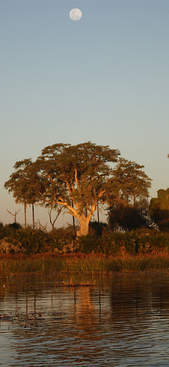 Botswana , Captivating nature, Stunning visuals HD phone wallpaper
