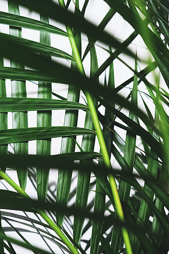 Leaves, Plant, Macro, Palm, Branches HD phone wallpaper