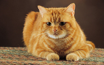 Animals, Cat, To Lie Down, Lie, Muzzle, Striped, Thick, Fat HD wallpaper