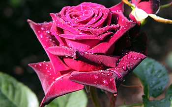 Plants, Flowers HD wallpaper