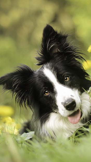 Collie cuteness, Border Collie love, Adorable screensaver HD phone wallpaper