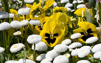 Yellow violets, spring, violets, field, white flowers HD wallpaper