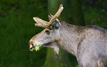 Animals, Nature, Grass, Background, There Is, Eat, Elk HD wallpaper