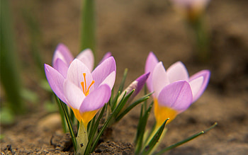 Flowers, Leaves, Snowdrops, Macro, Petals, Mud, Dirt HD wallpaper