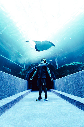 Miscellanea, Miscellaneous, Slope, Human, Person, Stingray, Fish, Oceanarium HD phone wallpaper