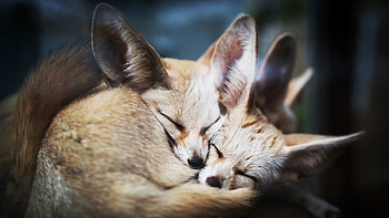 Couple, Fennec Fox HD wallpaper