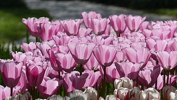 Tulip, pink, spring, flowers HD wallpaper