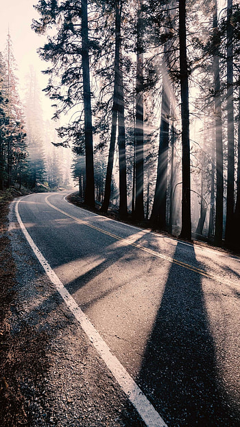 forest, man made, road HD phone wallpaper