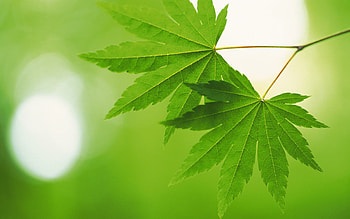 Plants, Leaves HD wallpaper