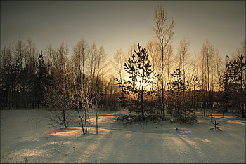Winter, Nature, Sun, Forest, Cover HD wallpaper