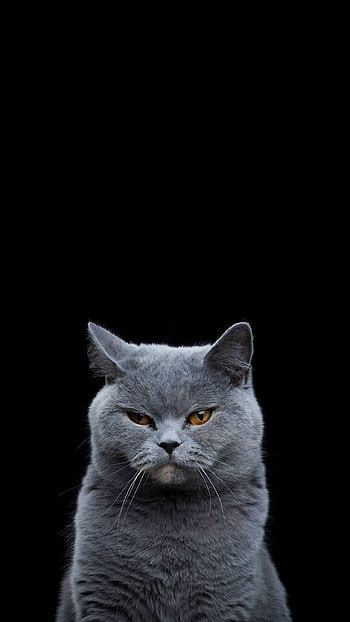 British Cat, Cute cat , Enchanting animals, Captivating graphy HD phone wallpaper