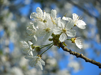 White flowers, cherry blossom, tree branch HD wallpaper