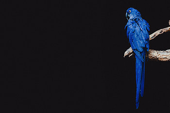 Animals, Parrots, Bird, Branch HD wallpaper