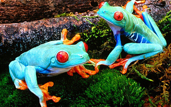 colorful frogs, blue, light, red, moss HD wallpaper