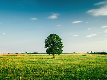 Nature, Grass, Summer, Wood, Tree, Field HD wallpaper