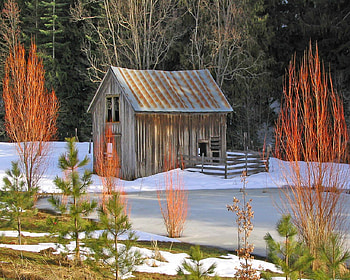 Winter cottage, winter, frozen, color, landscape, colors, beautiful, beauty, snow, nature, cottage, forest HD wallpaper