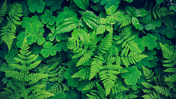 Green Fern Clover Leaves With Water Drops Plants Macro graphy graphy HD wallpaper