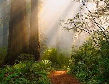 Bright Spot, way, foggy, sun, forest, fern, tree HD wallpaper