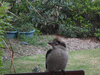 Young Koockaburra That Lives In Our Backyard, That, Young, Backyard, Our, Lives, Koockaburra, In HD wallpaper