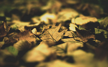 Autumn, Leaves, Macro, Foliage, Maple HD wallpaper
