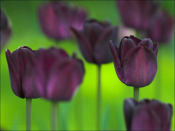 Nature, Flowers, Tulips, Blur, Smooth, Greens HD wallpaper