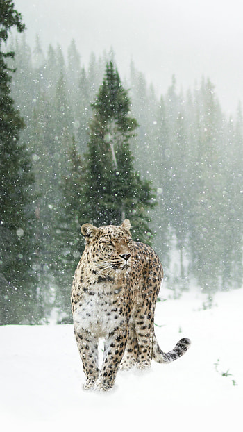 The Persian, Snow Leopards HD phone wallpaper