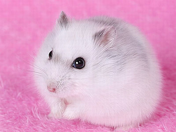 Cute_Herr_Hildezart, cute, beautiful, herr-hildezart HD wallpaper
