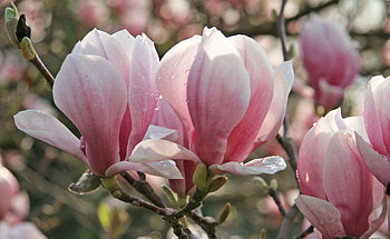 Planting, Caring, Magnolias HD wallpaper