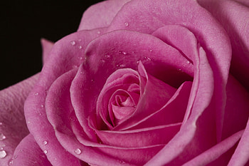 Rose, pink, beauty, flower HD wallpaper