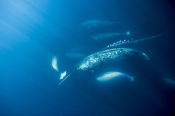 Narwhal, Arctic narwhals' new enemy HD wallpaper