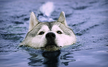 Animals, Dog, Muzzle, Wet, To Swim, Swim HD wallpaper